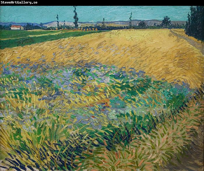 unknow artist Vincent van Gogh Wheatfield
